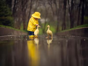 Situation Child A Yellow Raincoat Birds Geese Animal