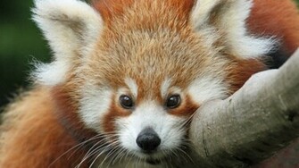 Cute Red Panda HD Wallpaper Wallpaperfx