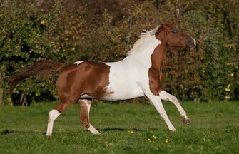 Nice Paint Horse Wallpaper