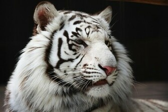 Wallpaper HD White Bengal Tiger