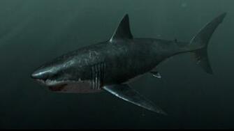 Megalodon Sharkzilla Wallpaper HD Sharks