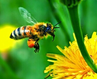 Beautiful Wallpaper Bee HD