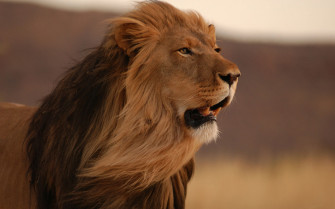 Male Lion HD Wallpaper