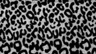 Black And White Leopard Print Wallpaper Image Pictures Becuo