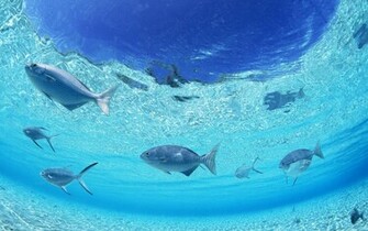 Ocean Floor Wallpaper And Image Pictures Photos
