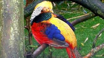 Golden Pheasant Or Chinese Barbaras HD Wallpaper