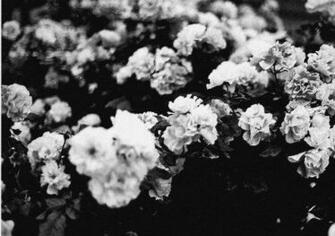 Black And White Background Camera Information
