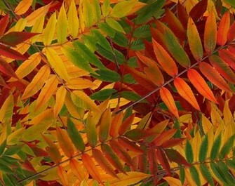 Background Autumn Fall