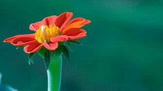 Small Red Flower Wallpaper