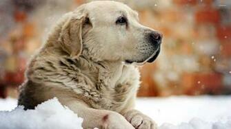 Golden Retriever Wallpaper Animal