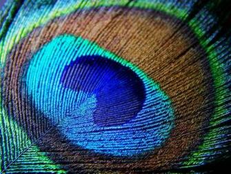 Peacock Feather Background