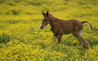 Wallpaper Horse Field Flowers Desktop In The