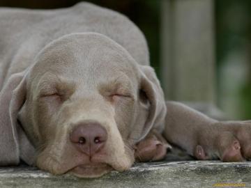 Weimaraner Computer Wallpaper Desktop Background