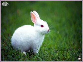 Very Funny All Wallpaper White Rabbit