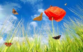 Desktop Summer Grass Beautiful Wallpaper Car Pictures