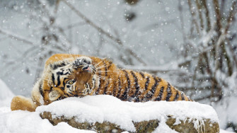 Majestic Tiger In Snow Wallpaper