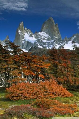 Fitzroy And Beech Trees In Autumn Los Glaciares National Park