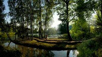 Forest Desktop For X HDtv Resolution