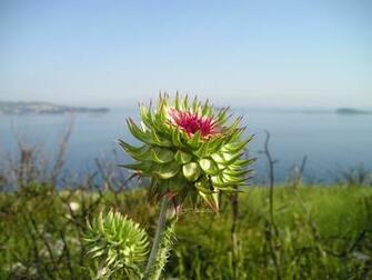 Thistle Wallpaper