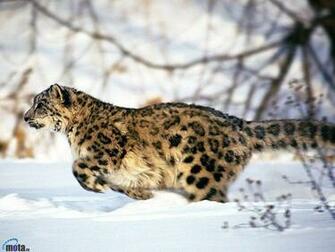 Snow Leopard Desktop Wallpaper