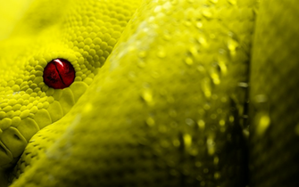 Red Eyes Reptile Wallpaper HD