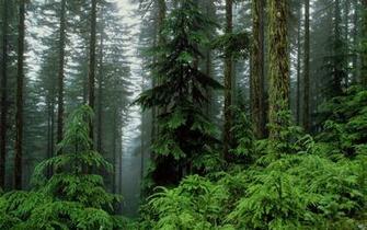The Humid Forest X Photography Miriadna