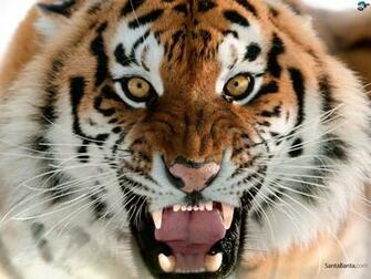 Tigers Wallpaper