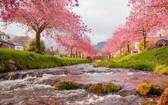 Japan Nature Widescreen Wallpaper Umad
