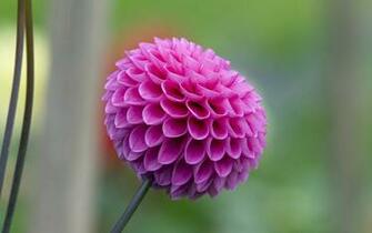 Dahlia Mexico National Flower HD Wallpaper