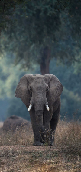 iPhone Elephant Wallpaper