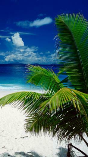 Tropical Beach iPhone Wallpaper And