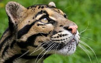 Clouded Leopard Face Wallpaper Wallpaperpick