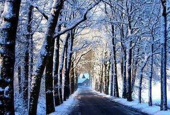 Wallpaper Tree Alley House Snow Winter Desktop Nature