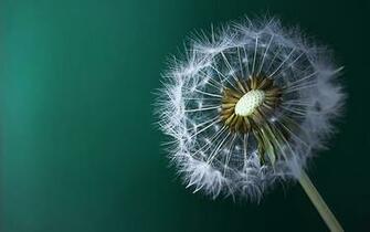 Dandelion Flower Macro Wallpaper HD High