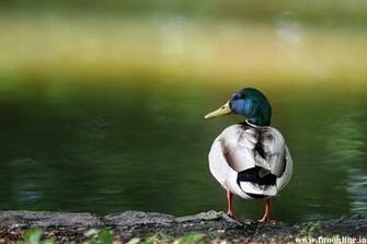 Duck Wallpaper Mandarin And Mallard Ducks