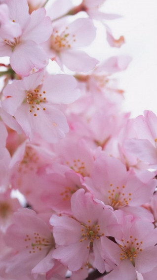 Flower iPhone Wallpaper