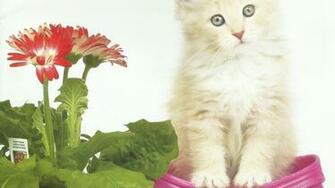 Animal Image HD Funny Wallpaper Habitat Pet