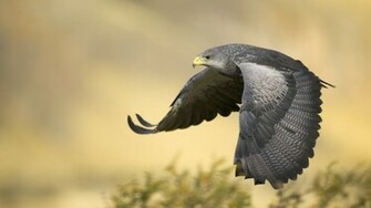 Flying Eagle Wallpaper HD In Animals Imageci