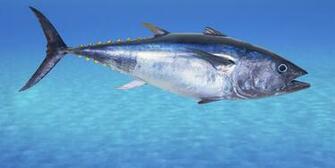 Tuna Wallpaper Animal Hq Pictures 4k