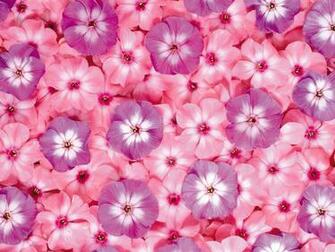 Pink Flowers Wallpaper HD Pictures Live Hq