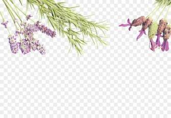 Family Tree Background Png Transparent