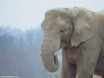 White Elephant Wallpaper