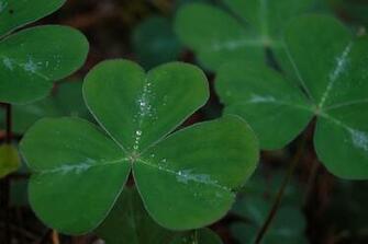 Irish Shamrock Wallpaper HD Background Desktop
