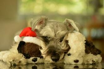 Desktop Christmas Dog Wallpaper