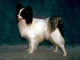 Image Caption Papillon Wallpaper Photo Description