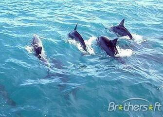 Dolphin Screensaver
