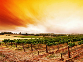 Wonderful HD Vineyard Wallpaper HDwallsource