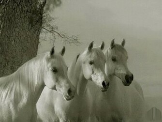 Desktop Wallpaper Horses Which Is Under The Horse