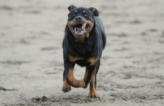 Rottweiler Wallpaper