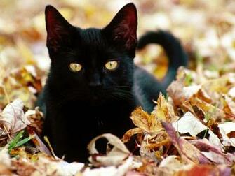 Cute Black Cat Fall Leaves HD Wallpaper Res